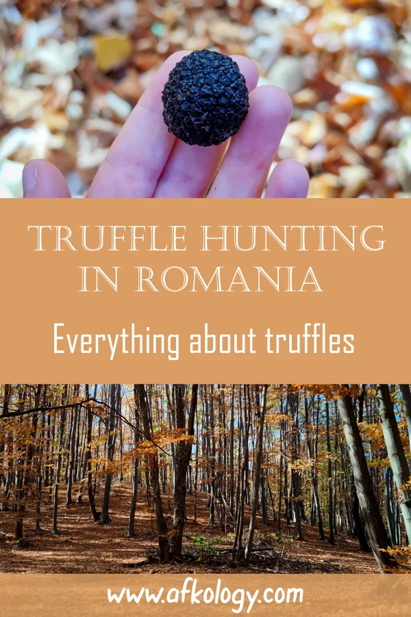 Truffle Hunting Pin 01