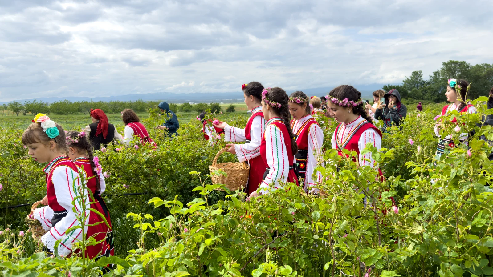 Festivalul Trandafirilor Bulgaria - culegerea trandafirilor - traditii 2