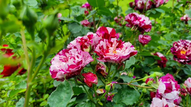 Explorând frumusețea parfumată a Văii Trandafirilor din Bulgaria